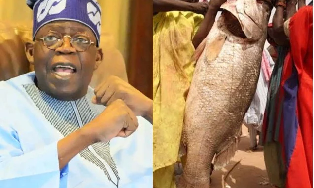 20260215094957_378806156_7402745606044938733_637_481_85_webp